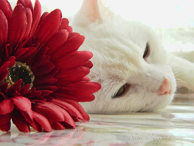 开云体育官方网入口-《2025年电竞市场日益成熟，全球营收持续上升》，2023年全球电竞人口将达20亿