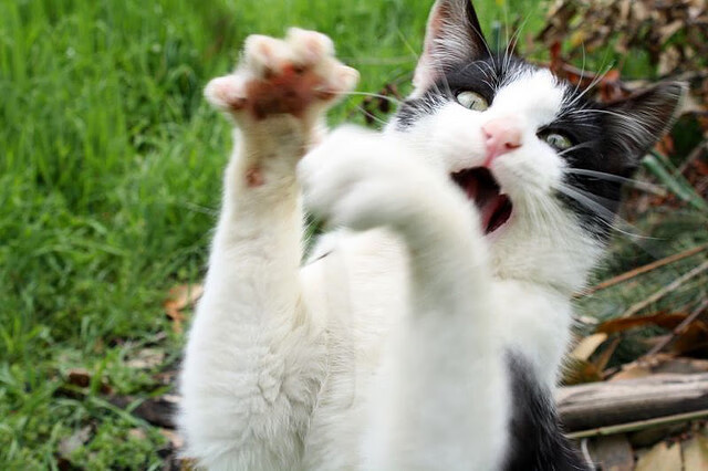 开云官网-《王者荣耀玩家社区热议：未来竞技模式将如何改变？》，王者荣耀 竞技游戏